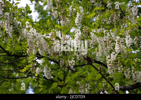 Fiori bianchi di una robinia, detta anche albero della locusta o Robinia pseudoacacia Foto Stock