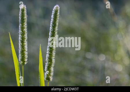 Primo piano dell'erba timotea con gocce di rugiada, con spazio copia, Pratense Phleum Foto Stock