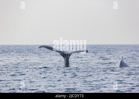 Primo piano di Humpback Whale tail a Los Angeles Foto Stock