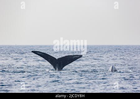 Primo piano di Humpback Whale tail a Los Angeles Foto Stock