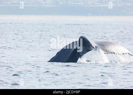 Primo piano di Humpback Whale tail a Los Angeles Foto Stock
