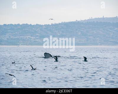 Primo piano di Humpback Whale tail a Los Angeles Foto Stock