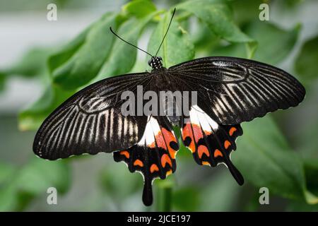 Farfalla mormone comune che vola liberamente in un vivaio. Foto Stock