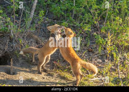 Rosso Kit Fox giocando Foto Stock