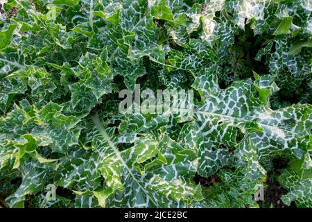 Cardo, foglie, Carduus marianus, Silybum marianum, piante fogliame pianta medica Foto Stock