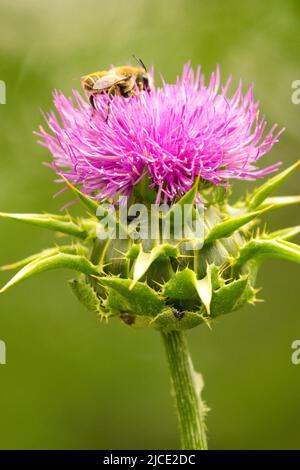 Ape europea al miele, in, Fiore, Carma Thistle, Silybum marianum, Prickly, Thistle, ape di miele, ON, Bloom, Verticale Foto Stock