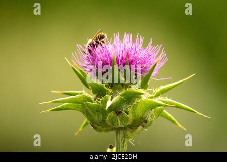 Prickly Silybum marianum, fiore, ape on, latte Thistle, ape miele, Su, Bloom Foto Stock
