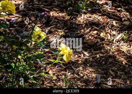 Fiori gialli appesi appena sopra il terreno. Foto Stock