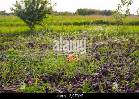Innaffiare il giardino con una lancia circolare sul tubo. Foto Stock