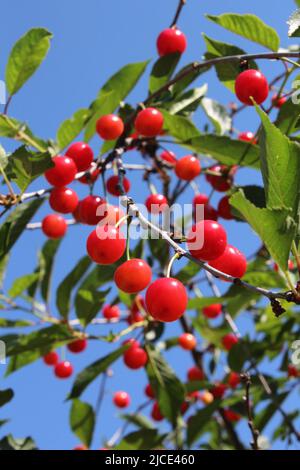 Frutta di ciliegia nana, gusto e sapore italiano Foto Stock