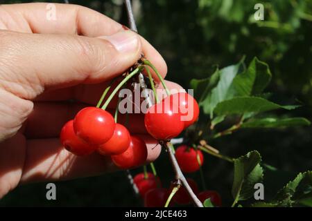 Frutti di ciliegia nani, sapore e sapore italiano in una mano Foto Stock