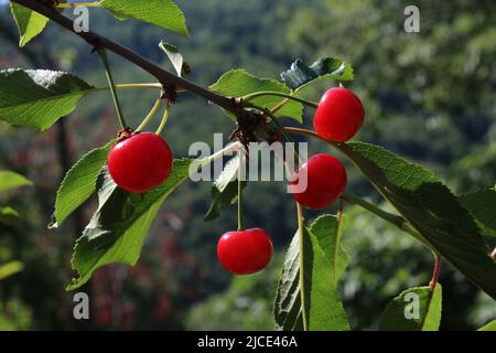 Frutta di ciliegia nana, gusto e sapore italiano Foto Stock