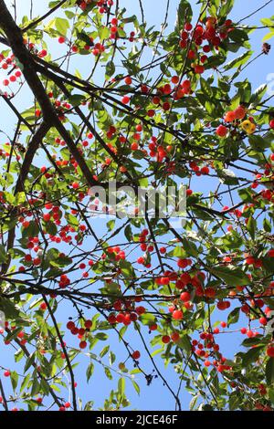 Frutta di ciliegia nana, gusto e sapore italiano Foto Stock