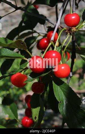 Frutta di ciliegia nana, gusto e sapore italiano Foto Stock