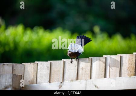 Un uccello nero femminile si siede su una recinzione con un pice di plastica nel suo becco a Truro, Cornovaglia uk Foto Stock