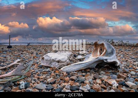 Primo piano di scheletro di balene su pietre in spiaggia contro il cielo nuvoloso durante il tramonto Foto Stock