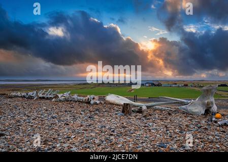 Vista dello scheletro delle balene su pietre a lato della strada contro il cielo drammatico durante il tramonto Foto Stock