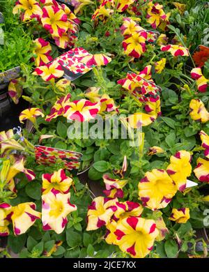 Una mostra di Petunia amore Queen of Hearts piante in vendita in un North Yorkshire Garden Center Foto Stock