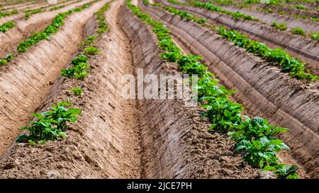 Campo di patate. Germogli di piante giovani apparivano dal suolo Foto Stock