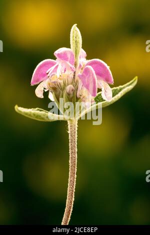 Phlomis purpurpurea, Sage viola, primo piano, Fiore, Ritratto, Rosa, fiore unico Foto Stock