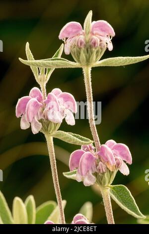 Phlomis purea, fiore, Sage viola, fiori rosa, fiori, Verticale Foto Stock