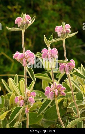 Viola, Phlomis, steli, Ornamental, Sage, Fiori, Fiori, Giardino Foto Stock