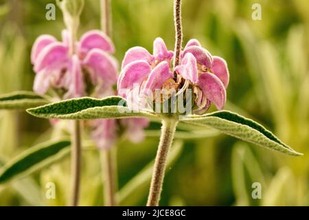 Viola, Salvia di Gerusalemme, Giugno, Salvia, primo piano, Bella, Bloom, Phlomis purpurea dettaglio del fiore Foto Stock