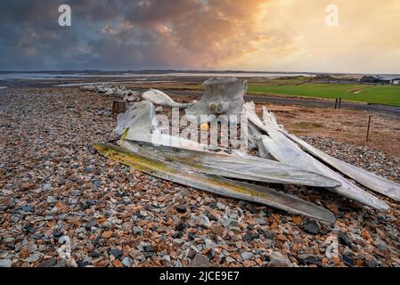 Primo piano di scheletro di balene su pietre a lato della strada contro la spiaggia durante il tramonto Foto Stock