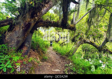 Sentiero e foresta pluviale, vista dal sentiero di trekking Choquequirao, zona Cuzco, zona di Machu Picchu, Ande peruviane Foto Stock