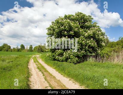 Strada rurale e castagno di cavallo in latino Aesculus hippocastanum pianta fioritura primavera tempo vista con bel cielo Foto Stock
