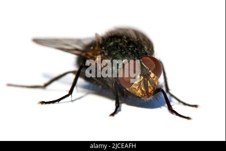 vola con gli occhi rossi, primo piano di isolatet mosca su sfondo bianco Foto Stock