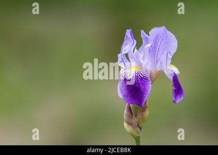Iride anartigliata ibrida viola e lavanda in un giardino tardo primaverile con un morbido sfondo verde che fornisce un sacco di spazio copia. Foto Stock