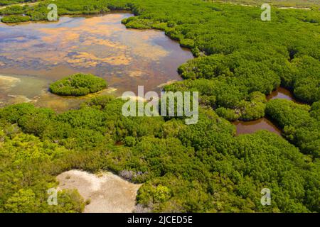 Una foresta tropicale con alberi nel mezzo di una palude. Sri Lanka. Foto Stock