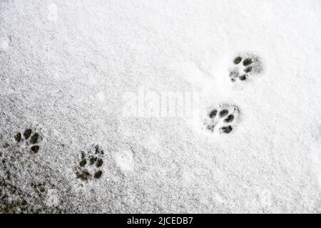la zampa di gatto stampa nella neve Foto Stock