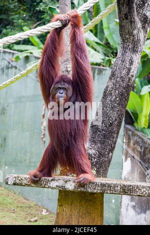 Un orangutano borneano rimane solo. Specie in pericolo critico, con deforestazione, piantagioni di olio di palma e caccia Foto Stock