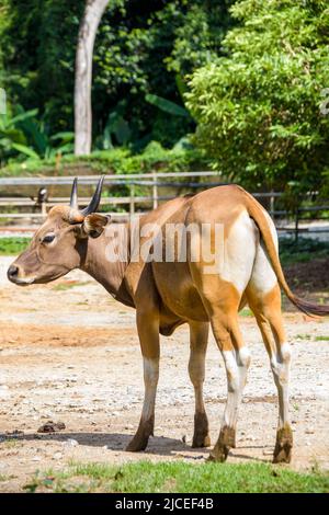 L'immagine closeup di Banteng femmina. È una specie di bestiame selvatico che si trova nel sud-est asiatico. Trovato su Java e Bali in Indonesia Foto Stock