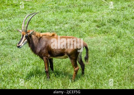 Antilope femminile (Ippocragus niger). È un'antilope che abita savana boscosa nell'Africa orientale e meridionale. Foto Stock