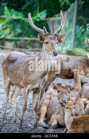 Il Javan rusa maschile (Rusa timorensis), è un cervo originario dell'Indonesia e Timor Est. Popolazioni introdotte esistono in una vasta varietà di posizioni Foto Stock