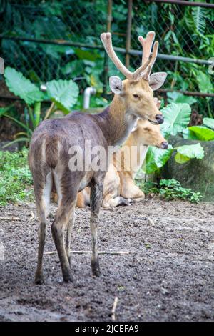 Il Javan rusa maschile (Rusa timorensis), è un cervo originario dell'Indonesia e Timor Est. Popolazioni introdotte esistono in una vasta varietà di posizioni Foto Stock