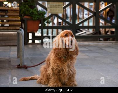 Il cane si è collegato ad una gamba della panca seduta su una strada e pazientemente aspettando che il proprietario torni dallo shopping Foto Stock