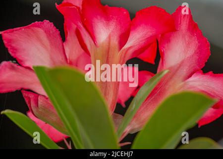 Un fiore rosso di adenium; sfondo scuro; foglie e steli verdi; pianta del deserto Foto Stock