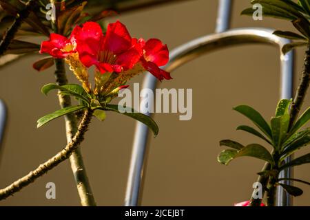 Un fiore rosso di adenium, i cui petali sono riempiti di vermi, foglie e steli verdi, pianta del deserto Foto Stock
