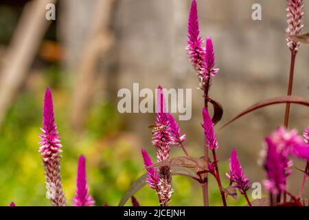 Fiori di celosia o di cockcomb che hanno una combinazione di colore viola chiaro e bianco, sfondo verde chiaro fogliame Foto Stock