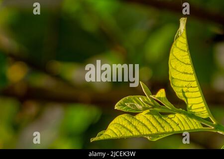 Foglie verdi di pianta di guava, superficie leggermente ruvida con scheletro di foglia chiaramente visibile, pianta di frutta tropicale Foto Stock