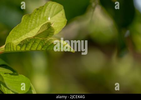 Foglie verdi di pianta di guava, superficie leggermente ruvida con scheletro di foglia chiaramente visibile, pianta di frutta tropicale Foto Stock