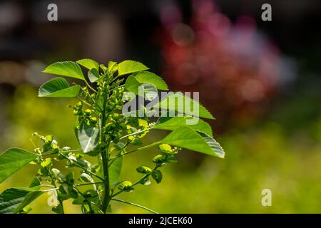 L'erba verde chiamata acalipha indiana, in una giornata di sole, cresce selvaggia nella natura Foto Stock