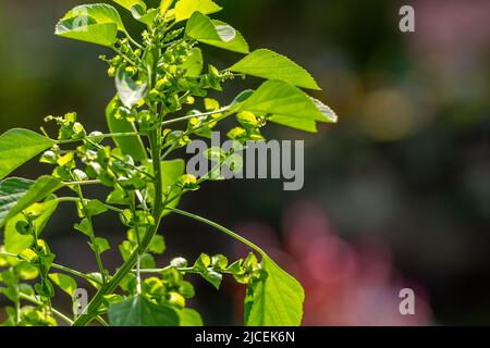 L'erba verde chiamata acalipha indiana, in una giornata di sole, cresce selvaggia nella natura Foto Stock