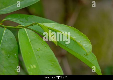 Foglie verdi di pianta di soursop su uno sfondo verde sfumato fogliame, in una giornata di sole Foto Stock