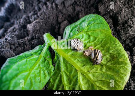 [ Coleotteri di patate del Colorado e oviposizione morta su una foglia di patata verde. Controllo di peste di insetto Foto Stock