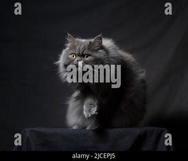 Bel gatto ragamuffin persiano grigio e soffice seduto con una zampa in su. Foto Stock